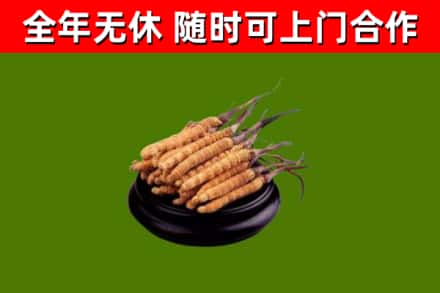 林州烟酒回收冬虫夏草.jpg
